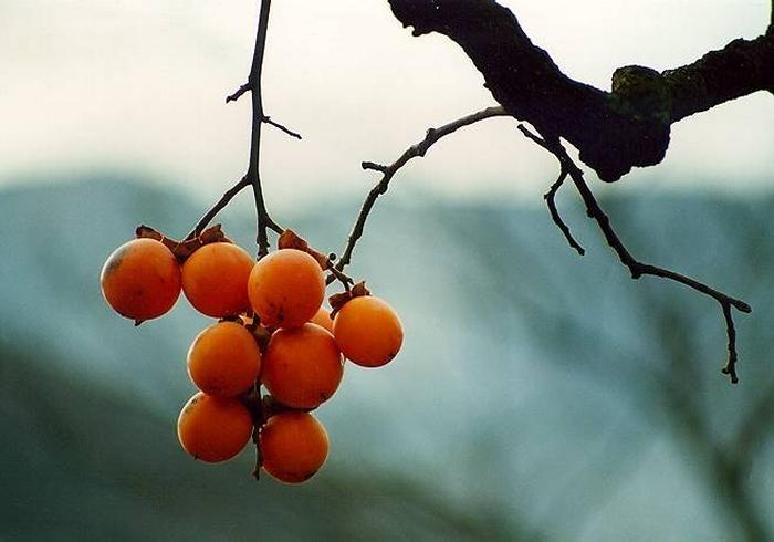 ����ũ��� ����